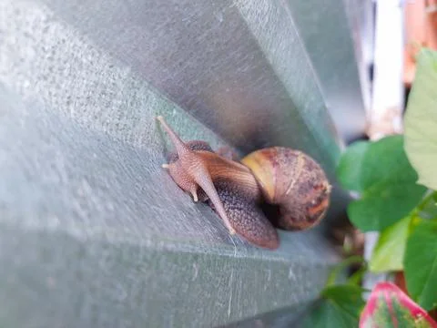 Close up of snail gliding on moist surface Stock Photos