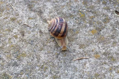Close-up of a snail gliding over a forest floor, surrounded by pine needles a Stockfoto's