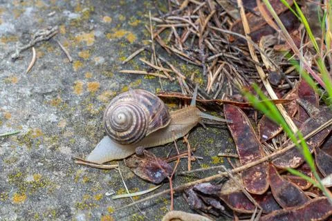Close-up of a snail gliding over a forest floor, surrounded by pine needles a 库存照片