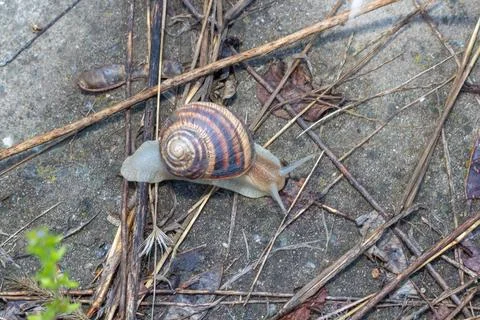 Close-up of a snail gliding over a forest floor, surrounded by pine needles a 库存照片