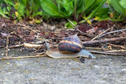 Close-up of a snail gliding over a forest floor, surrounded by pine needles a Stockfoto's