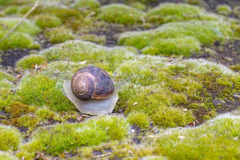 Close-up of a snail gliding over a forest floor, surrounded by pine needles a 库存照片