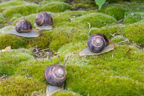 Close-up of a snail gliding over a forest floor, surrounded by pine needles a 库存照片