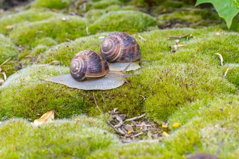 Close-up of a snail gliding over a forest floor, surrounded by pine needles a 库存照片