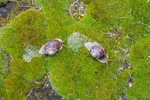 Close-up of a snail gliding over a forest floor, surrounded by pine needles a 库存照片