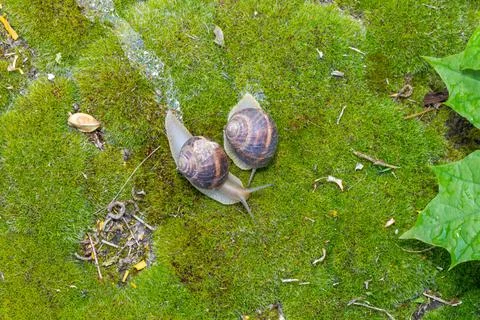Close-up of a snail gliding over a forest floor, surrounded by pine needles a 库存照片