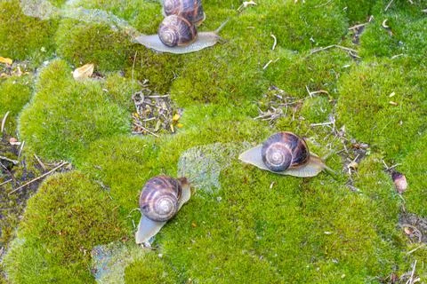 Close-up of a snail gliding over a forest floor, surrounded by pine needles a 库存照片