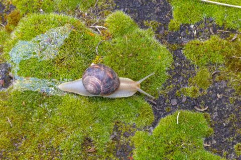 Close-up of a snail gliding over a forest floor, surrounded by pine needles a 库存照片
