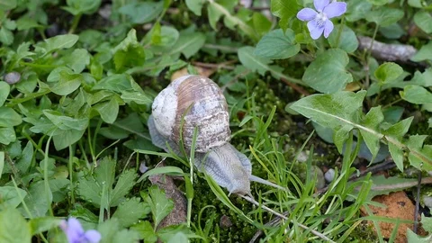 Close up of snail in grass Stock Footage 88918847