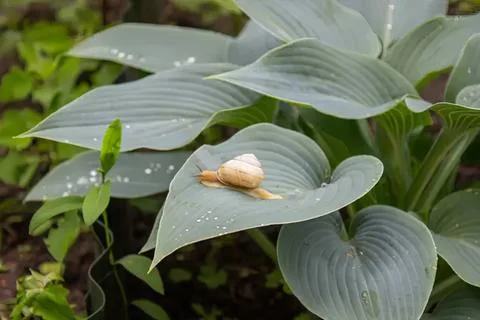 Close-up of a snail on green hosta leaf in garden Stock Photos