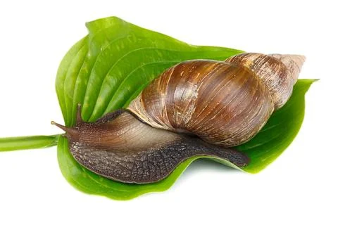 Close-up of a snail on green leaf with shell and body Stock Photos