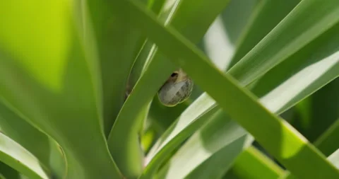 Close up snail on green leaf of Yucca plant, Earth day concept. Stock Footage 151928608