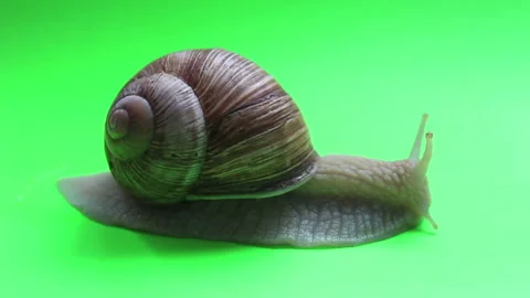 Close-up of a snail on a green screen. Stock Footage 130896012