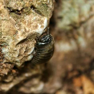 Close up of a snail on the ground , black bug Stock Photos