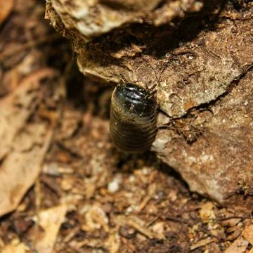 Close up of a snail on the ground , black bug Stock Photos