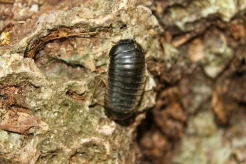 Close up of a snail on the ground , black bug Stock Photos