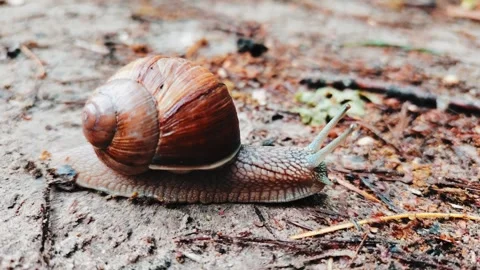 Close-up of a snail on ground. Stock Footage 311906253