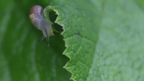 Close up of snail hanging upside-down from edge of large green leaf Stock Footage 280170299