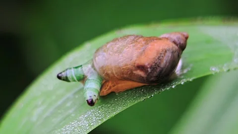 Close-up of a snail infected by a parasite, larva inside its tentacle pulse.. Vídeos de archivo 310097553