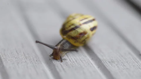 Close Up Of Snail Inspecting Wooden Decking Stock Footage 177303800