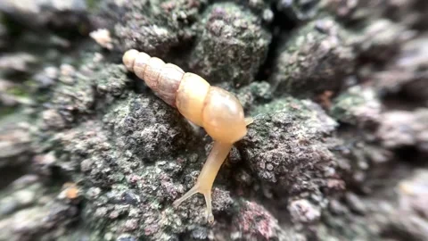 A close-up of a snail with its slimy, brown shell and antennae visible, ble.. Stock Footage 294965760