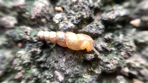 A close-up of a snail with its slimy, brown shell and antennae visible, ble.. Video stock 294965813