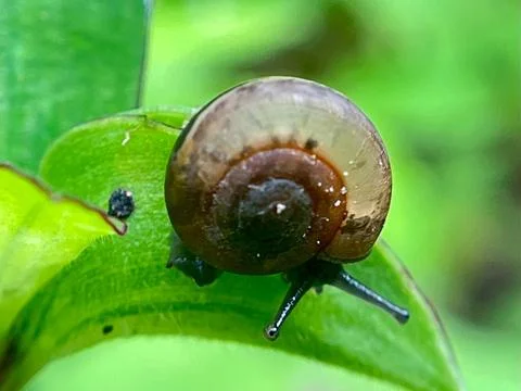 Close-up of a snail on a leaf with a blurred background (2) Stock Photos