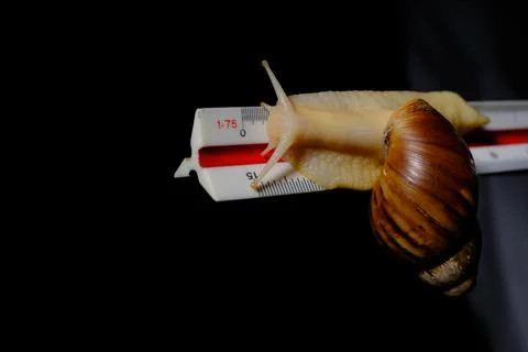 Close-Up of a Snail on a Measuring Scale Foto stock