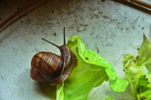 A close up of the snail on moss. Stock Photos
