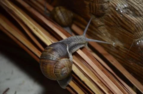 A close up of the snail on moss. Stock Photos