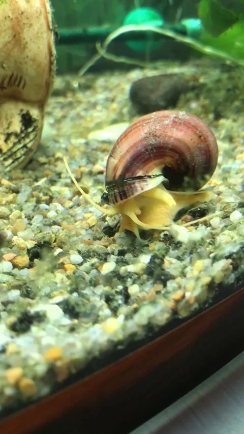 Close up of Snail Moving in Aquarium Stock Footage 336811378