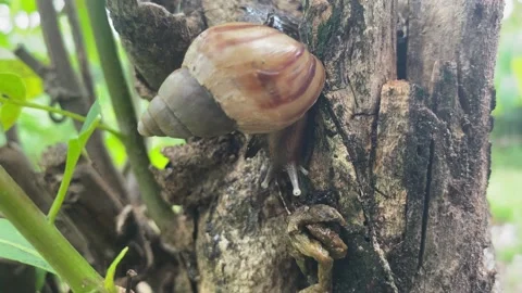 Close up Snail moving slowly on a log. Crawling snail on a log plant Stock Footage 228839139