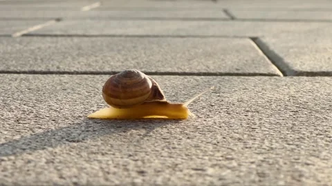 Close up of a snail moving on the street Stock Footage 291085193