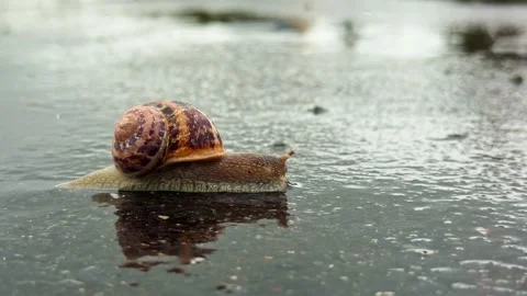 Close up of a snail moving on a wet surface during rain Видео 333476337