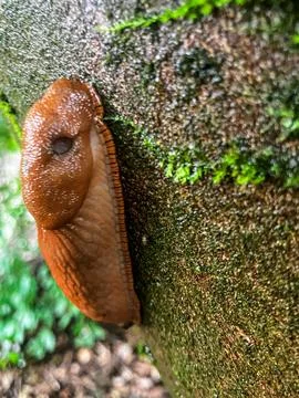 Close-Up of a Snail in Nature 写真素材