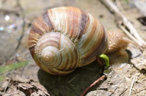 Close up of snail Stock Photos