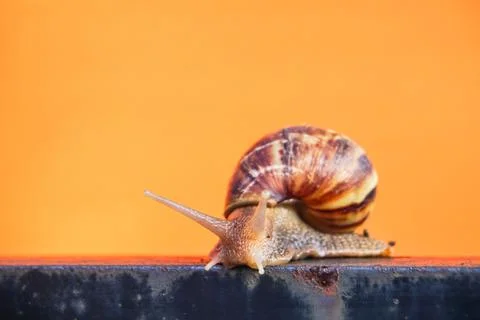 Close up snail Stock Photos
