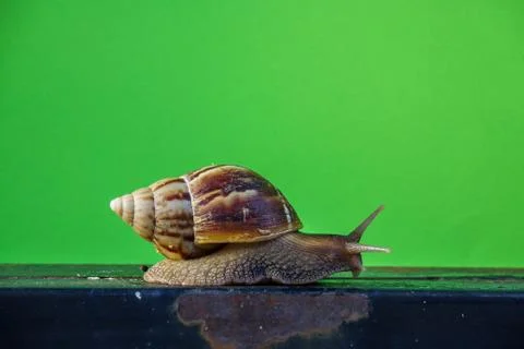 Close up snail Foto stock