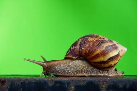 Close up snail Stock Photos