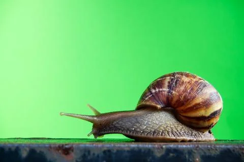 Close up snail Stock Photos
