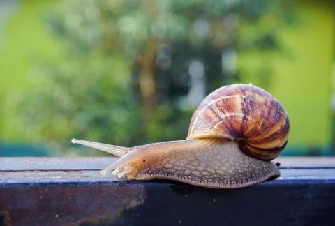Close up snail Foto stock