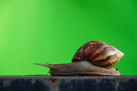 Close up snail Foto stock