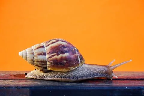 Close up snail Foto stock