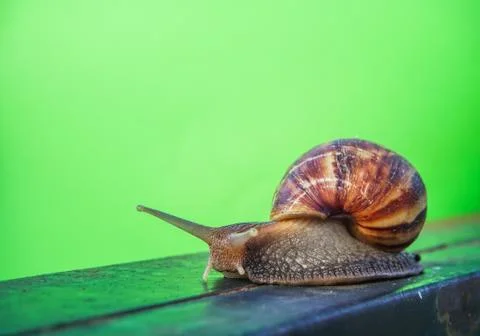 Close up snail Stock Photos