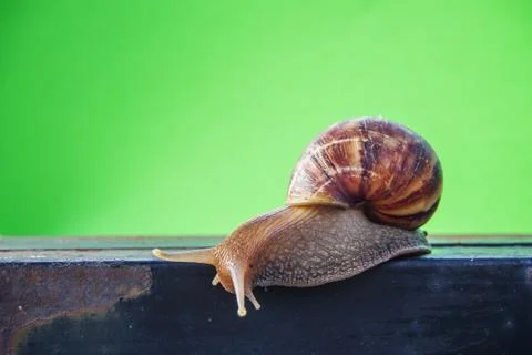 Close up snail Foto stock