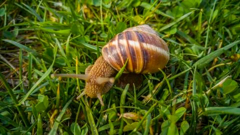 Close up of a snail Stock Photos