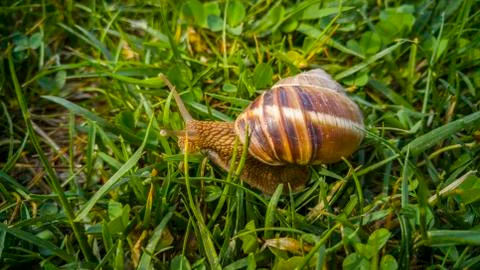 Close up of a snail Stock Photos