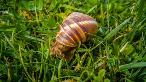 Close up of a snail Stock Photos