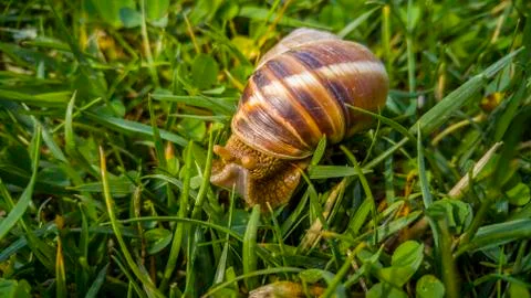 Close up of a snail Stock Photos