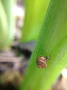 Close up of snail Stock Photos